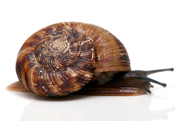 Anguispira strongylodes Florida adult